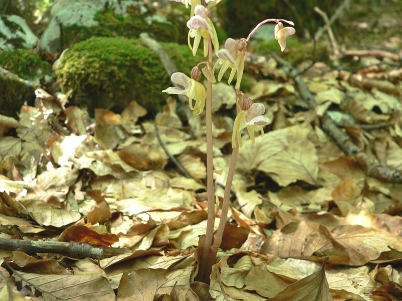 Epipogium aphyllum